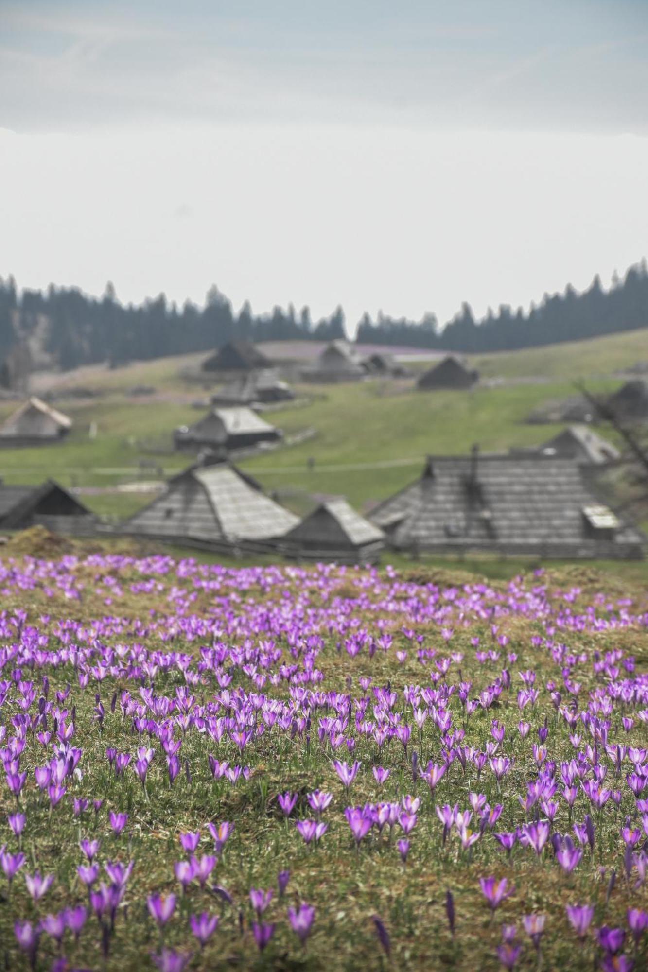 Velika Planina - Chalet Stane - Alps Stahovica Eksteriør billede